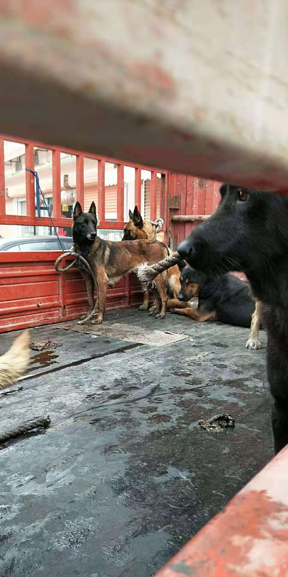 Another Successful Slaughterhouse Shutdown - No Dogs Left Behind