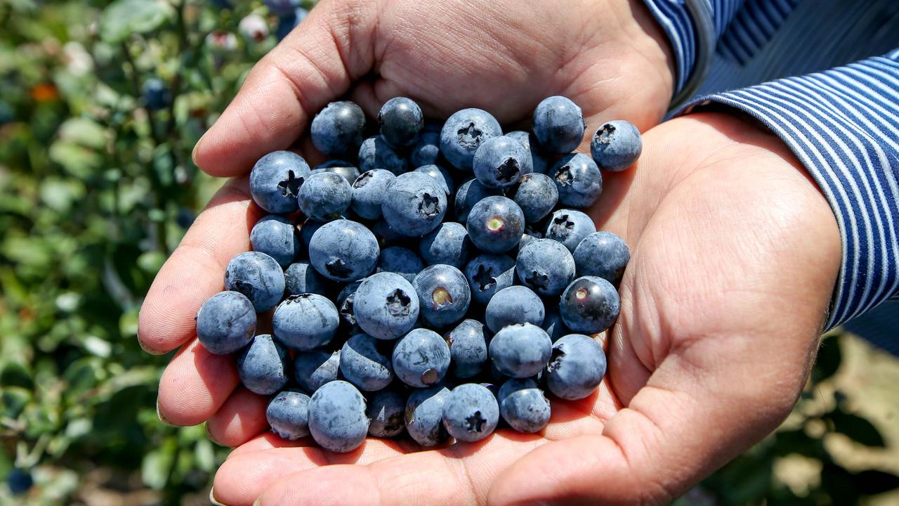 $38m in fruit and vegetables left rotting | Alds - ALDS Tech News