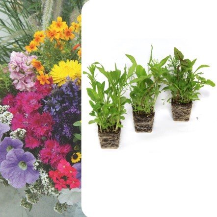 Lekker ruikende bloemen, set van 3 pluggen Bloomboost » BloomBoost
