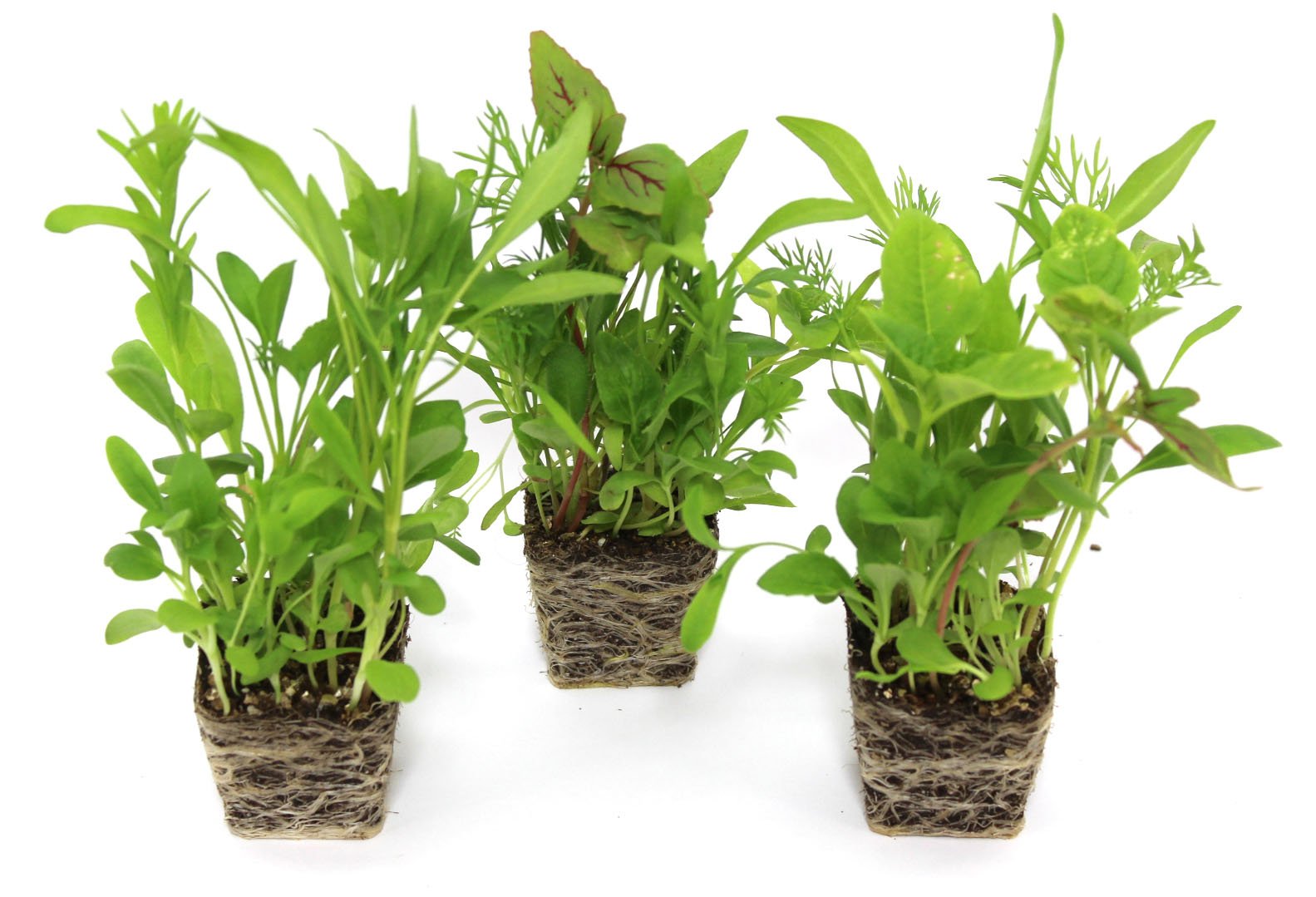 Eetbare bloemen, set van 3 pluggen Bloomboost » BloomBoost