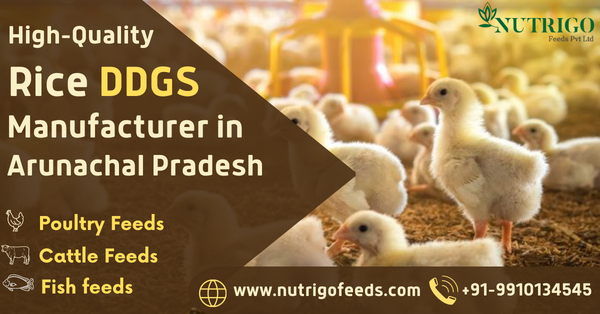 Best Rice/Corn DDGS Manufacturers in Arunachal Pradesh