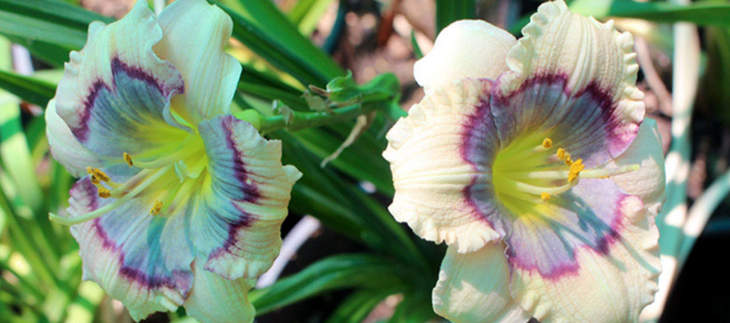 Home - Daylilies in Australia