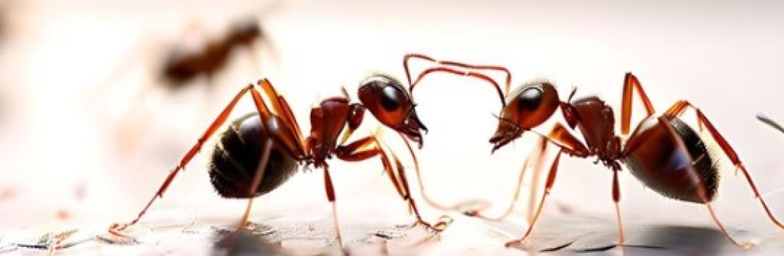 Ant Pest Control Melbourne Cover Image