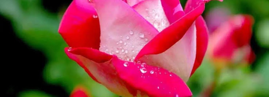 MDFahim Islam Cover Image