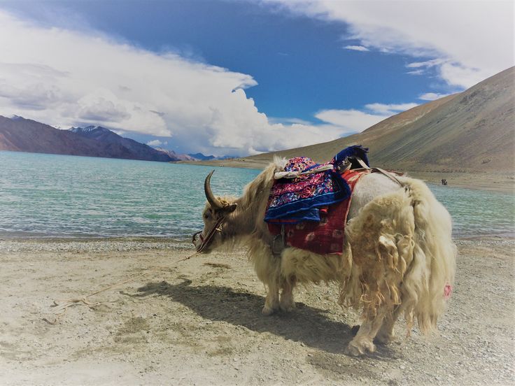 Embark on a Unique Yak Safari in Spiti Valley!