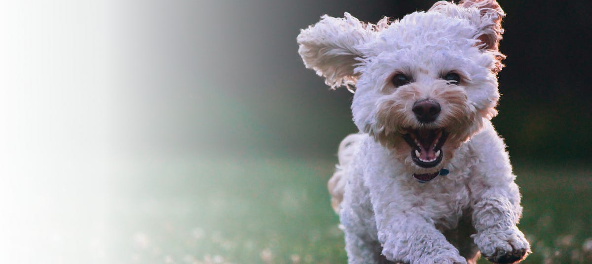 Dog Insurance and Preventive Care: Keeping Your Pet Healthy for Life | by Silverado Veterinary Hospital | Jul, 2024 | Medium