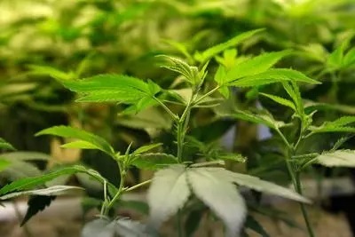 Top 5 Medical Benefits Of Cannabis Products Available At NJ Dispensaries - Business News Blog