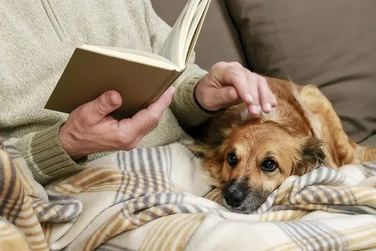 Protecting Your Pet’s Health: The Importance of Pet Insurance in Calgary | by Silverado Veterinary Hospital | Medium