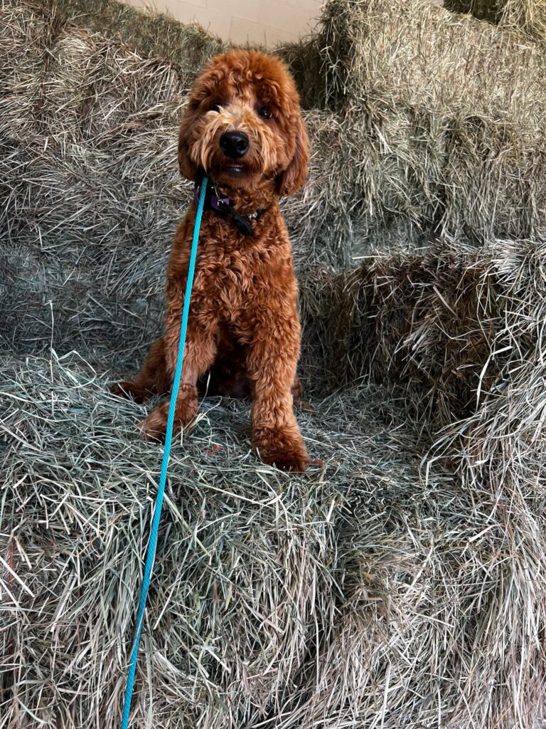 Hands-Free Leashes for Every Dog: Keep Control and Enjoy the Walk