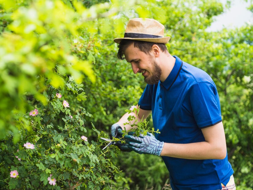 Importance of Tree Pruning in Sacramento: Tips and Benefits - MS Traveloo