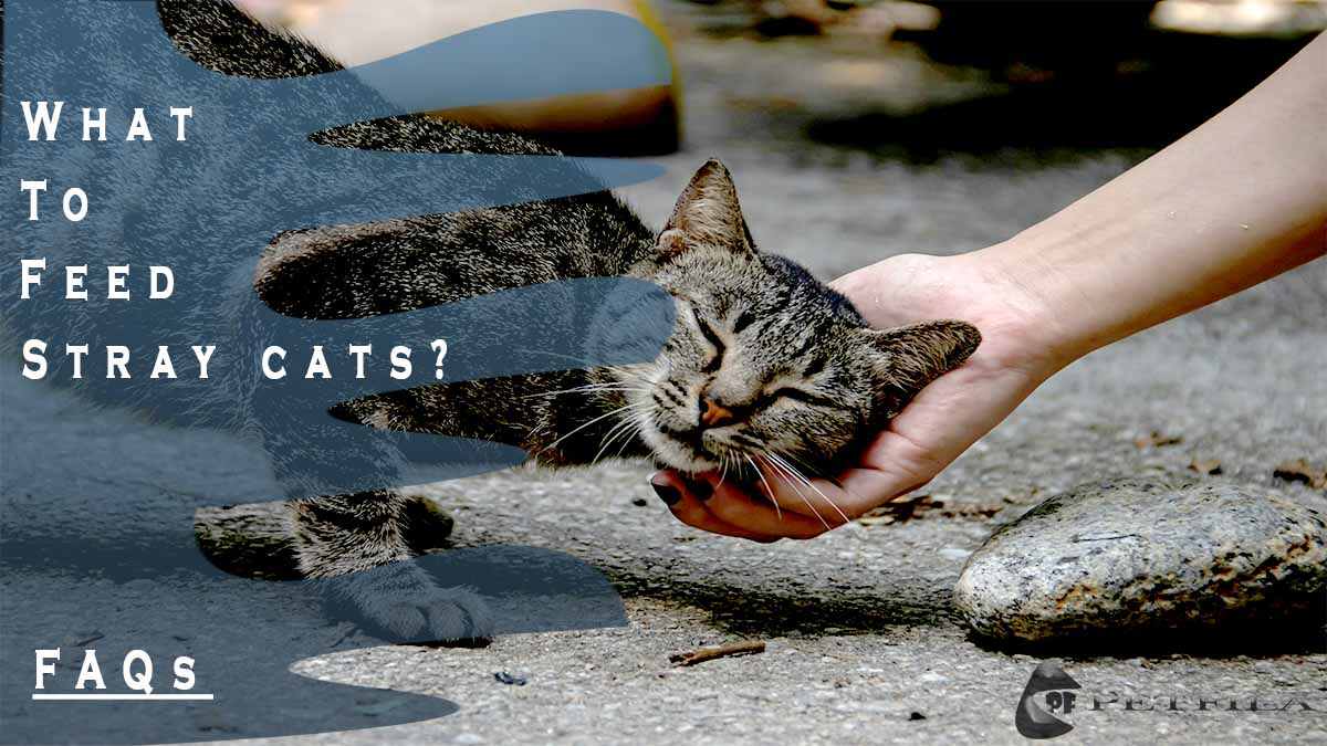 What To Feed Stray Cats? - petfila.com