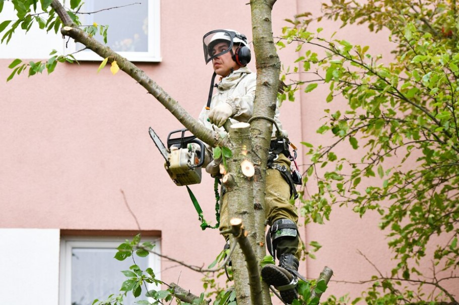 Tree Pruning vs. Tree Trimming: What’s the Difference? – SmallBizBlog