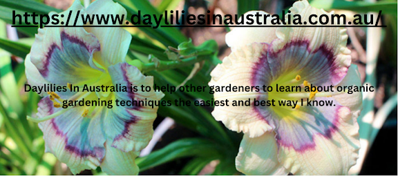 Beautiful Daylilies Can Be Purchased In Australia