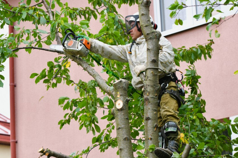 Tree Trimming’s Part in Reducing Property Risk and Storm Damage – Urban Pulse Journal