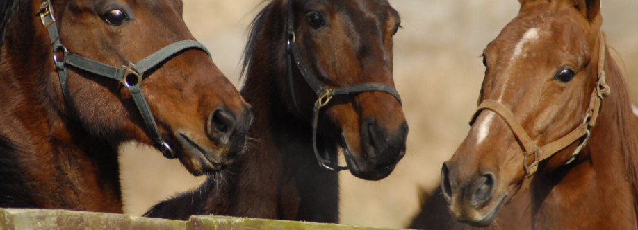Saddlebred Rescue Inc Cover Image
