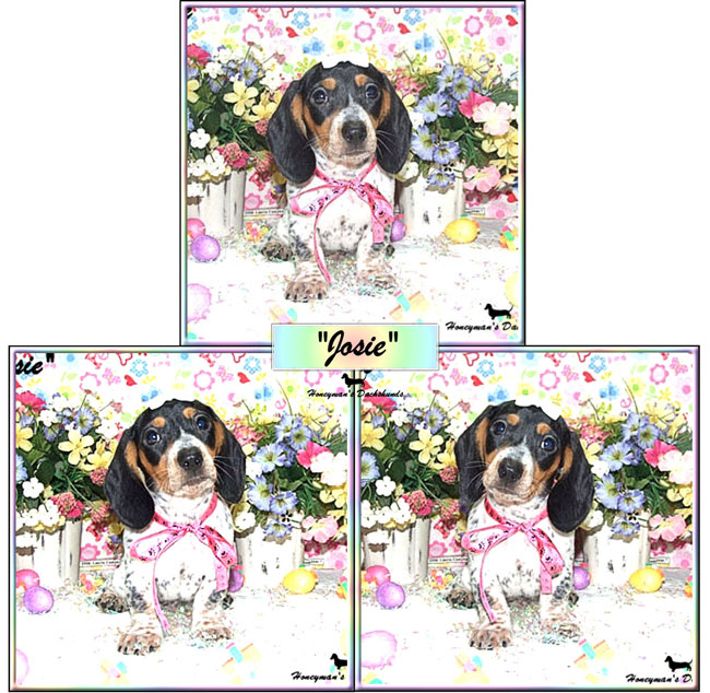 Cream & Piebald Dachshunds Puppies for Sale - Honeyman’s Miniature Dachshunds