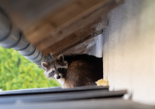 The Ultimate Guide to Raccoon Removal: Tips for a Pest-Free Property - My Blog