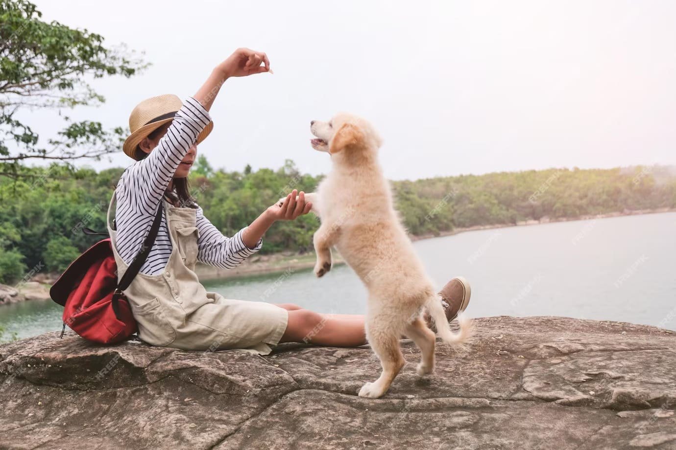 What’s Involved in Training a Dog for Travel or New Environments - dogstrainingdubai.com