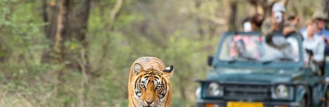 BigCat Jungle Safari Cover Image