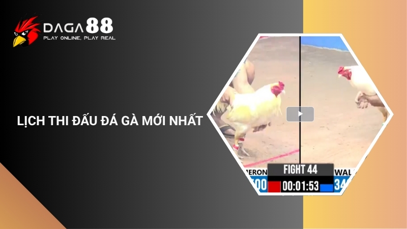 Lịch Thi Đấu Đá Gà 88 - Cập Nhật Mới Nhất Tháng 6/2026
