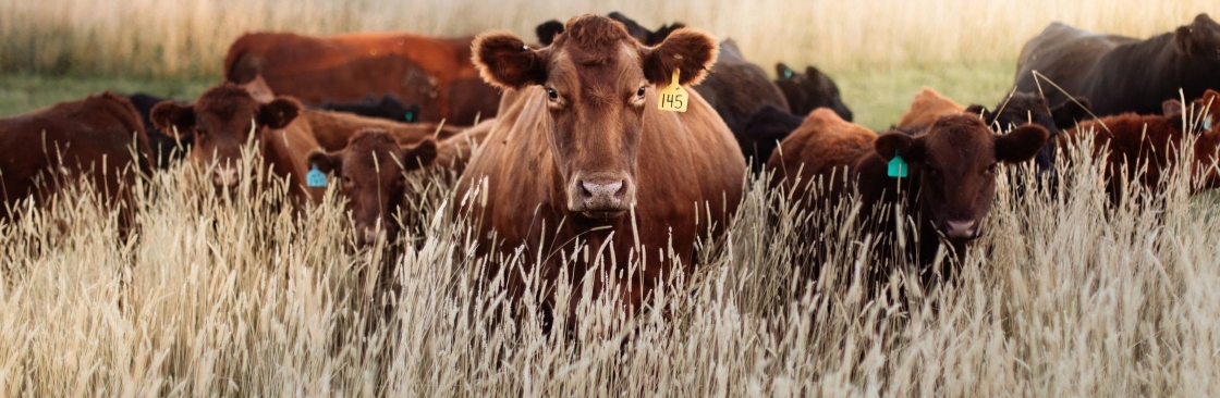 Digi kraal Cover Image