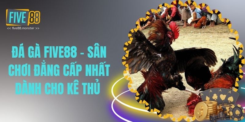Đá Gà Five88 – Sân Chơi Đẳng Cấp Nhất Dành Cho Kê Thủ