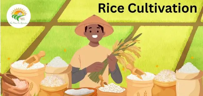 Rice Cultivation भारत के लिए चावल की फसल खेती, प्रकार, चुनौतियां और भविष्य