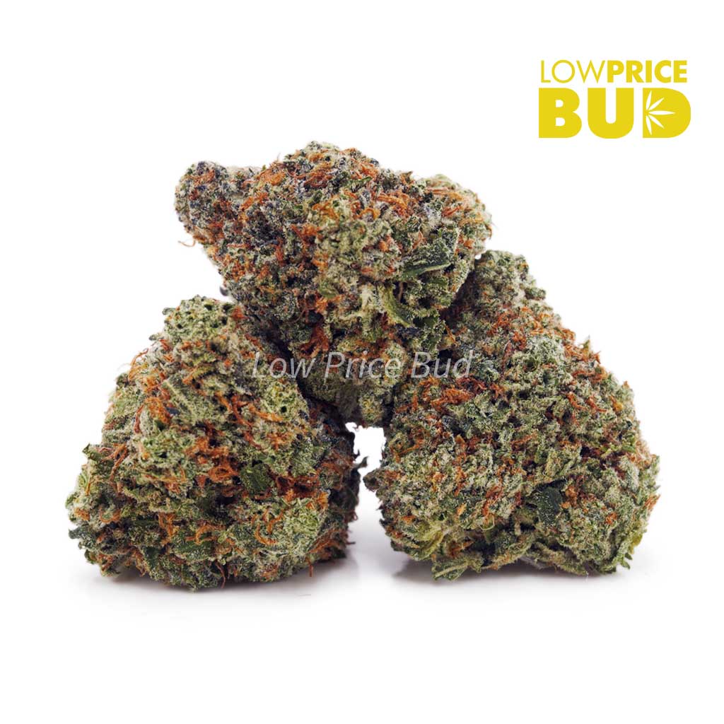 Jean Guy (AAA) - Low Price Bud