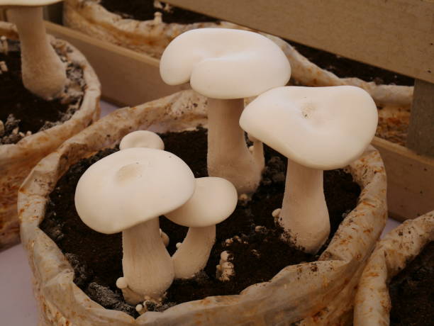 Exploring Unique Flavors in India Orissa Mushroom Cultivation Today - Squarespace Blog | Guest Posting/Blogging Site
