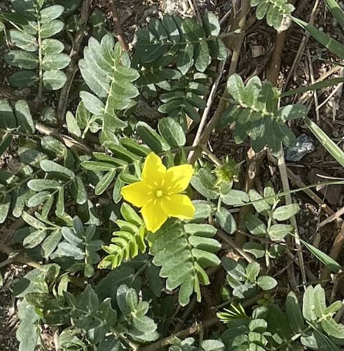 Caltrop - GILBA SOLUTIONS