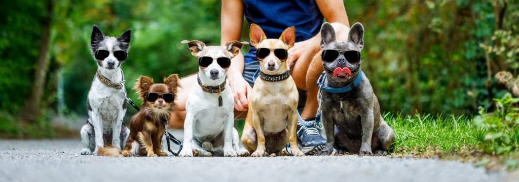 Certified Dog Trainer Connecticut