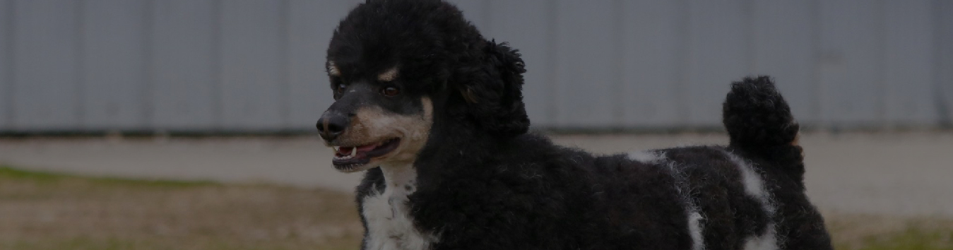 Australian Shepherd & Doodle Puppies for Sale | K & L Aussies