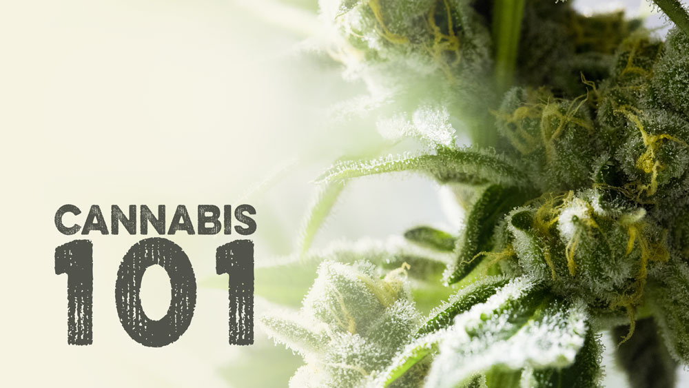 Medical Marijuana Prescription Cost in Texas | 2026 Guide