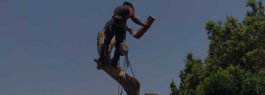 Arborists NSW Cover Image