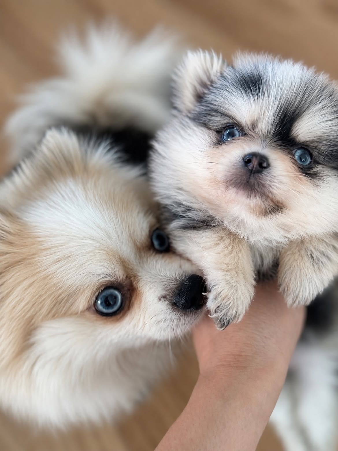 Bringing Home a Pomeranian: What New Owners Should Know : ext_7003551 — LiveJournal