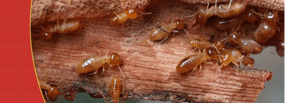Australian Termite Solutions Cover Image