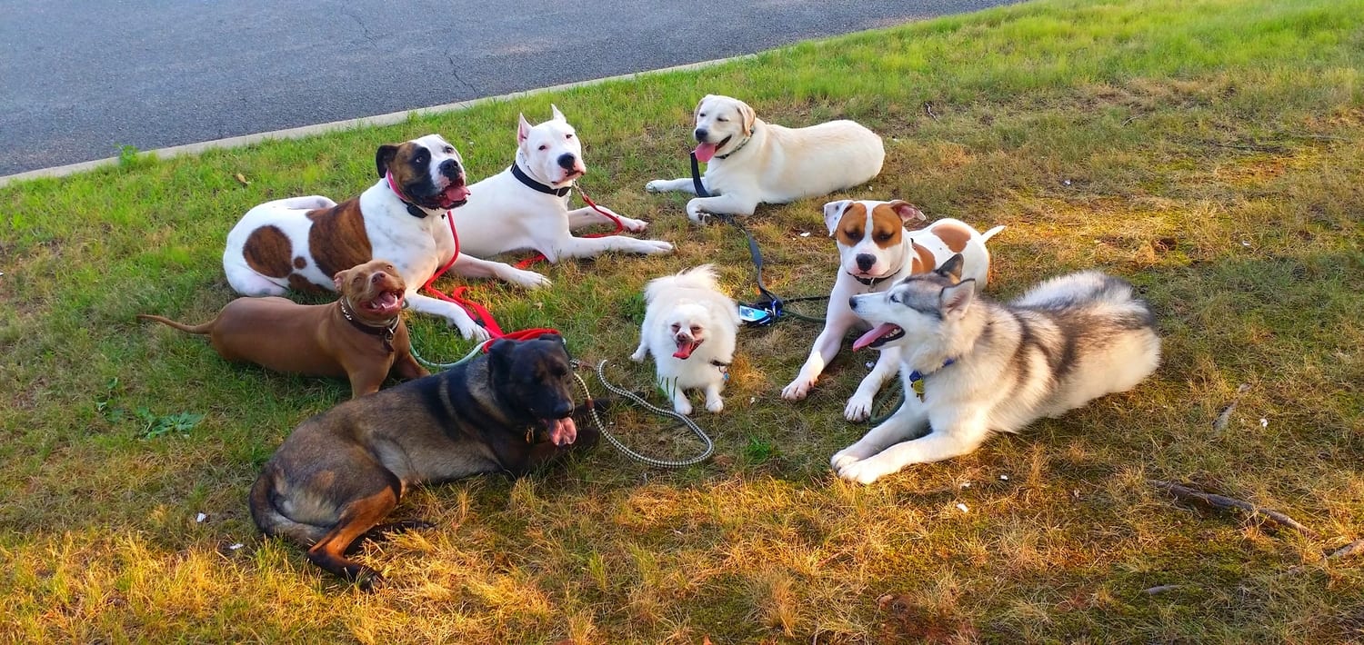 Canine Behavior Training in Rhode Island | Canine Behavioral Services