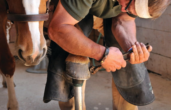 The Farrier’s Toolkit: What It Takes to Shoe a Horse Right - Every Single Topic