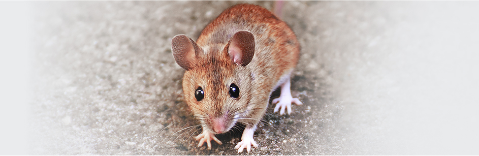 Mice Control London – Fast & Effective Mouse Removal
