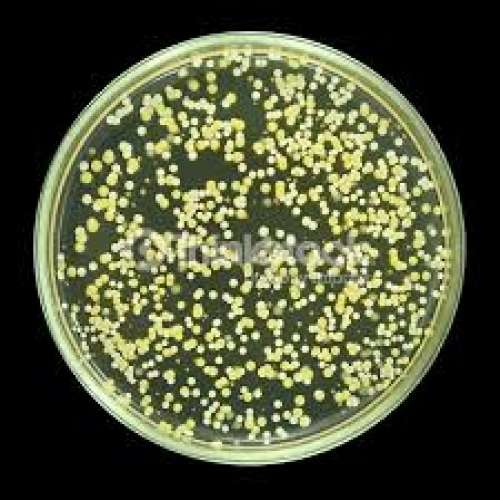 Microbiological Testing, Food Microbiological Testing | Gujarat Laboratory